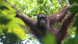 Bentang Alam Wehea-Kelay, kalimantan timur